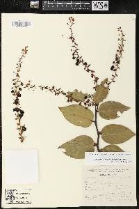 Gaultheria acuminata image