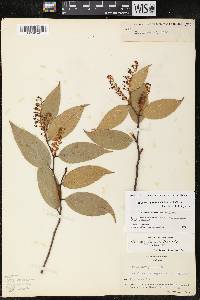 Gaultheria acuminata image