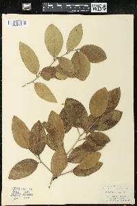 Drypetes diversifolia image