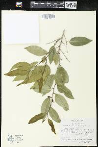 Drypetes lateriflora image