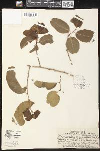 Drypetes phyllanthoides image