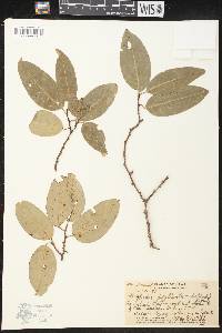 Drypetes phyllanthoides image