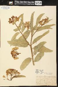 Asclepias viridis image