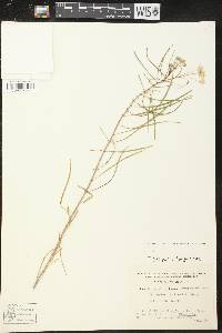Asclepias coulteri image