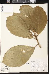 Tetrorchidium europhyllum image