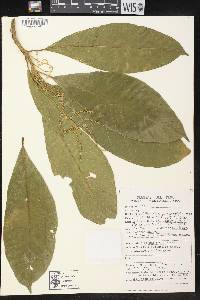 Tetrorchidium macrophyllum image