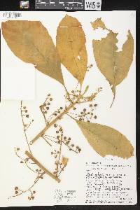 Tetrorchidium macrophyllum image