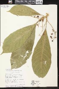 Tetrorchidium macrophyllum image