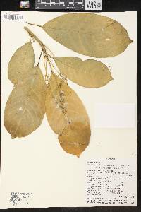 Tetrorchidium macrophyllum image