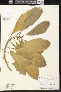 Tetrorchidium macrophyllum image