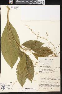 Tetrorchidium macrophyllum image
