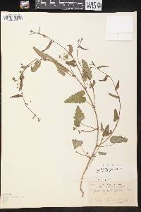 Tragia betonicifolia image