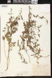 Tragia betonicifolia image