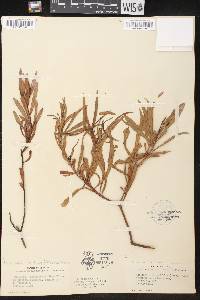 Stillingia sylvatica subsp. tenuis image