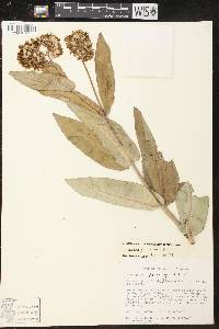 Asclepias glaucescens image