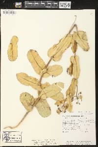 Asclepias lynchiana image