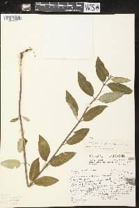 Asclepias laxiflora image
