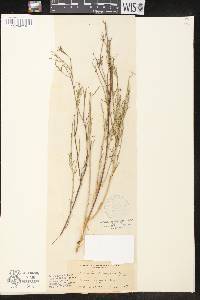 Stillingia linearifolia image