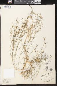 Stillingia linearifolia image