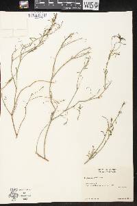 Stillingia linearifolia image