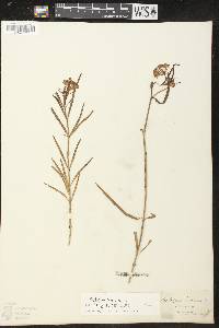 Asclepias fascicularis image