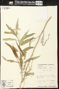 Asclepias nivea image