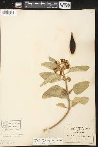 Asclepias oenotheroides image