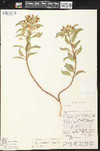 Asclepias oenotheroides image