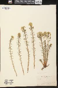 Euphorbia cyparissias image