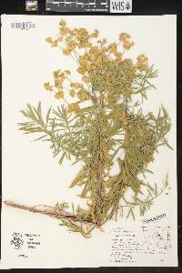 Euphorbia cyparissias image