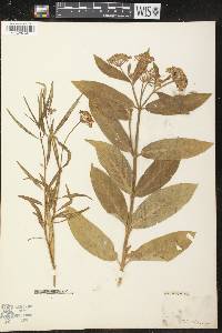 Asclepias latifolia image