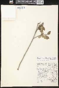 Sebastiania obtusifolia image