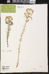 Euphorbia cyparissias image