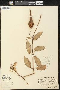 Blepharodon mucronatum image