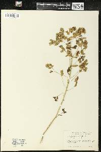 Euphorbia falcata image
