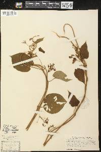 Vincetoxicum obliquum image