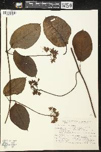 Fischeria martiana image