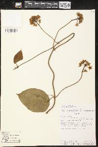 Fischeria scandens image