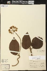 Fischeria stellata image