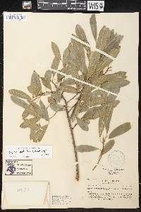 Sapium glandulosum image