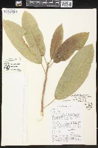 Sapium pedicellatum image