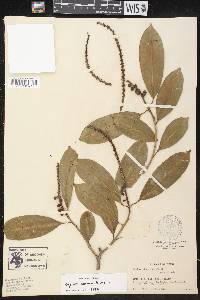 Sapium glandulosum image