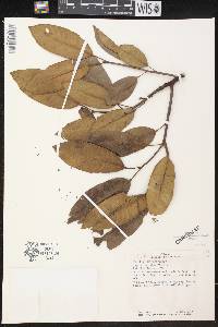 Sapium pachystachys image