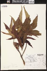 Ricinus communis image