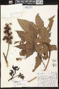 Ricinus communis image