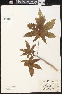 Ricinus communis image