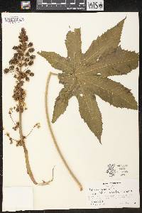 Ricinus communis image