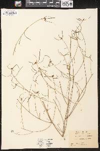 Poinsettia pinetorum image