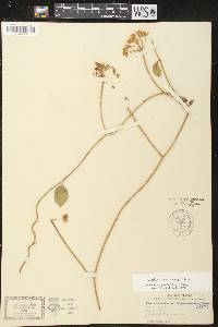 Funastrum clausum image