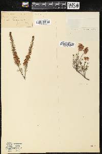 Calluna vulgaris image